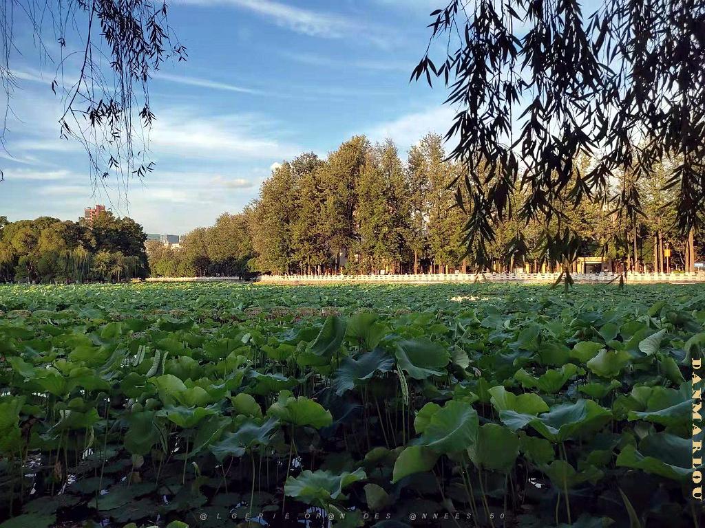 Kunming - Parc Cuihu - 68.jpg